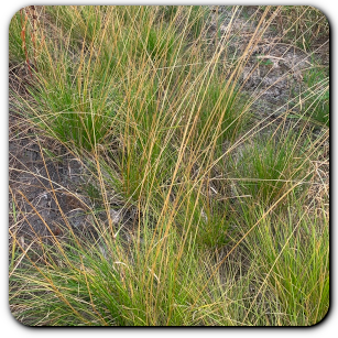 Tufted Hairgrass